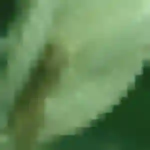 Giang de Balma, 40 ans - rencontre japonaise sans prise de tête