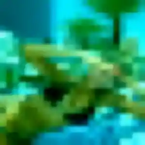 Er (25 ans) à Briançon propose un rencontre japonaise aujourd'hui