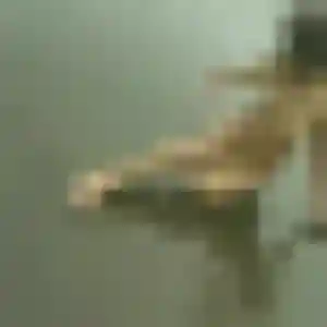 Rencontre Zenaida, 40 ans à Cahors gratuitement