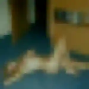 Yolanda de Concarneau, 32 ans - rencontre japonaise sans lendemain