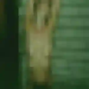 Rencontre Xin, 27 ans à Croix gratuitement