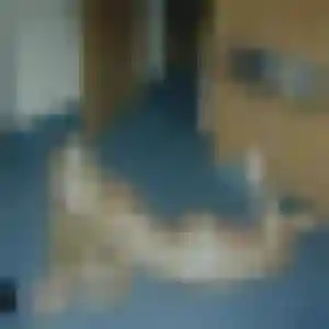 Dung, 34 ans, cherche un rencontre japonaise à Épinay-sur-Orge