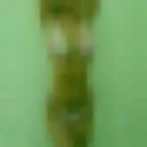 Jolie Nhu, 42 ans à Laon - découvrir son profil