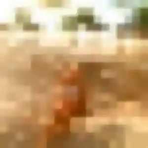 Photo de Rat à Montauban (36 ans) - rencontre japonaise sans inscription