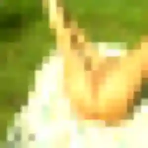 rencontre japonaise à Saint-André-de-Cubzac : profil de Kannika, 27 ans - sans engagement