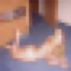 Photo privée de Suzume, 22 ans à Saint-Jean-de-la-Ruelle - rencontre sans lendemain